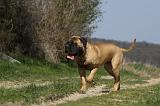 BULLMASTIFF 417